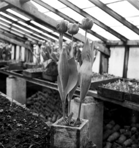 Tulp Commander den Ouden te Noordwijk, Bestanddeelnr 904-4691