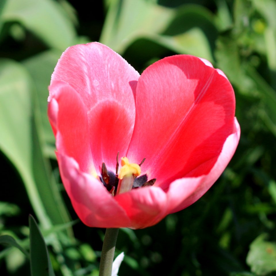 Tulipa 'Pink Impression' 2016 03