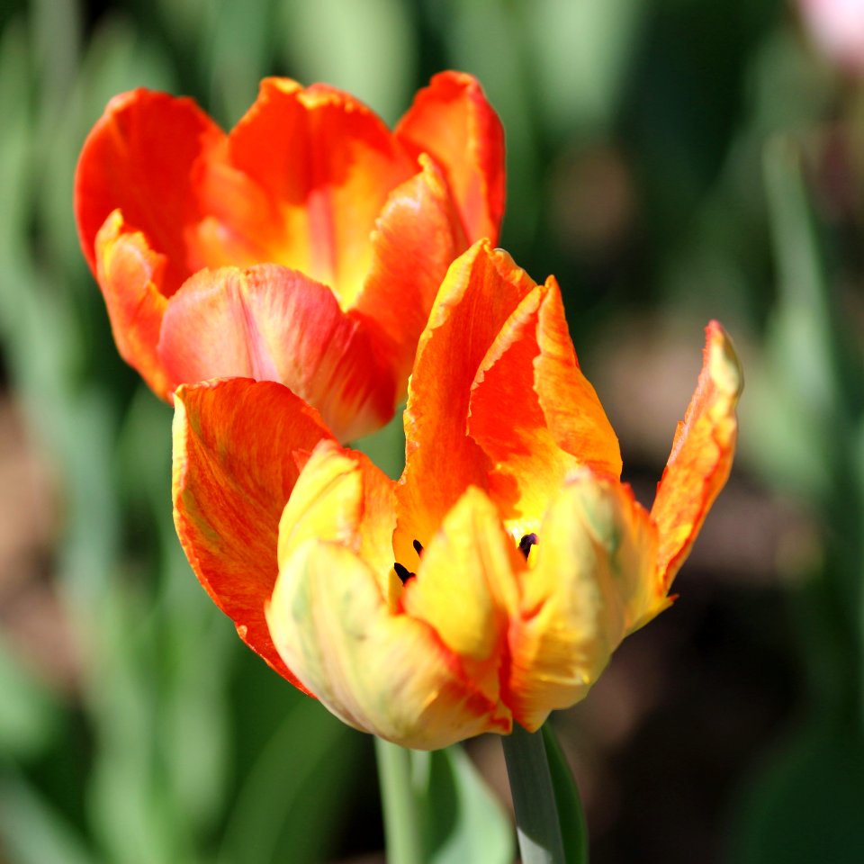 Tulipa 'Parrot King' 2016 13