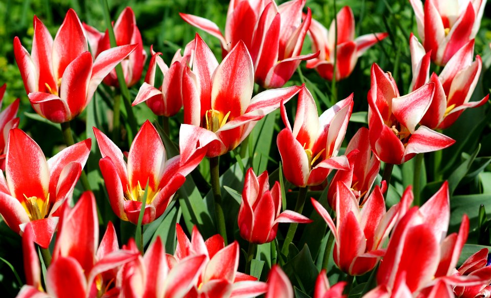 Tulipa 'Pinocchio' 2016 02