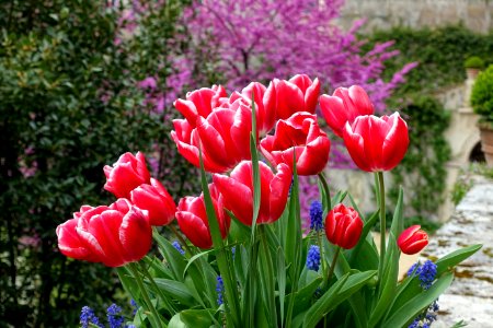 Tulips and cercis - Villa d'Este - Tivoli, Italy - DSC04158