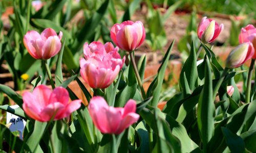 Tulipa 'Pink Impression' 2016 04 photo