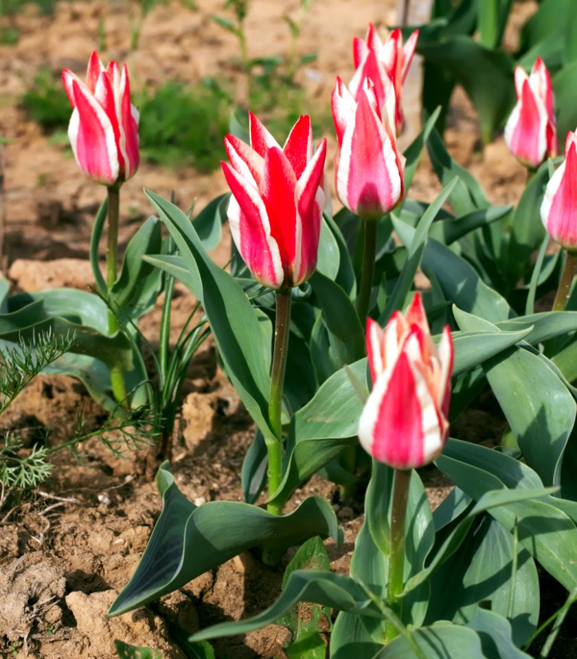 Tulipa greigii 'Pinocchio' 2015 01