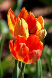 Tulipa 'Parrot King' 2016 14
