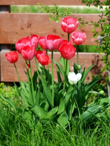 Tulipa 'Pink Impression' 2016 01