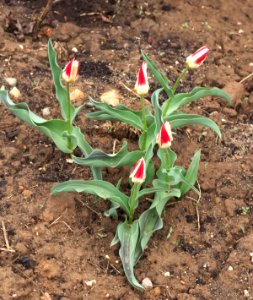 Tulipa greigii 'White Fire' 2015 08
