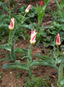 Tulipa greigii 'White Fire' 2015 10