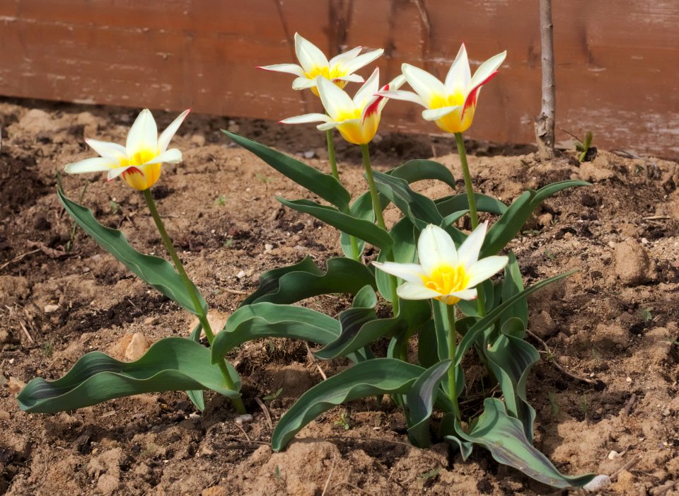 Tulipa greigii 'White Fire' 2015 06