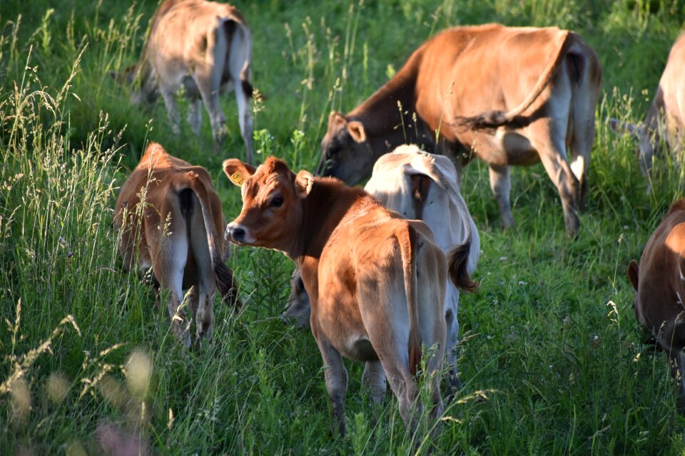 Cow grazing green cow