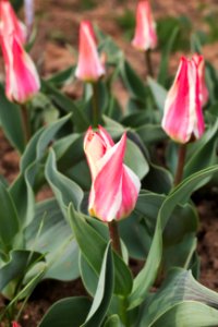 Tulipa greigii 'Pinocchio' 2015 02