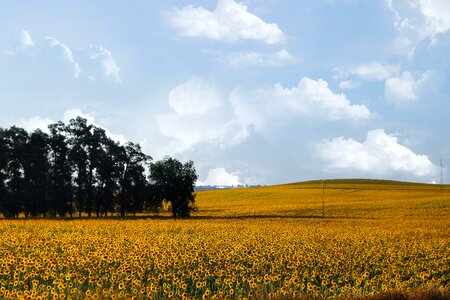 Yellow landscape field