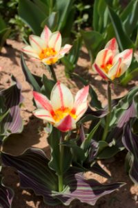 Tulipa greigii 'Plaisir' 2015 02