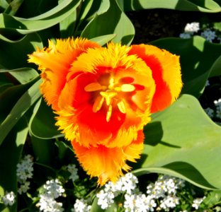 Tulipa cultivar Jdp