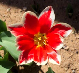 Tulipa fosteriana 'Pirand' 2015 petal count 9