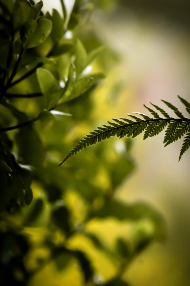 Curve delicate fern