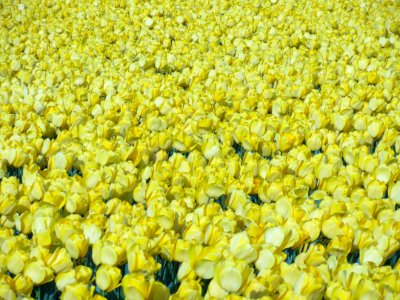 Tulpevelden in Nederland in 2014, foto32 photo
