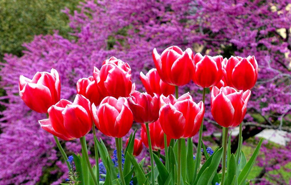Tulips and cercis - Villa d'Este - Tivoli, Italy - DSC04160