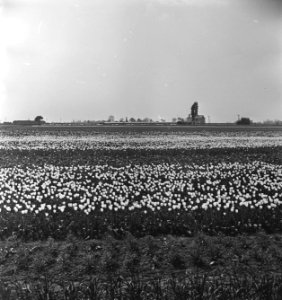 Tulpenvelden in Spalding (Lincolnshire), Bestanddeelnr 935-2543