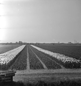 Tulpenvelden in Spalding (Lincolnshire), Bestanddeelnr 935-2544