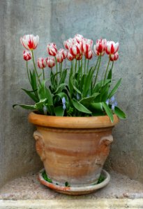 Tulips - Villa d'Este - Tivoli, Italy - DSC04127