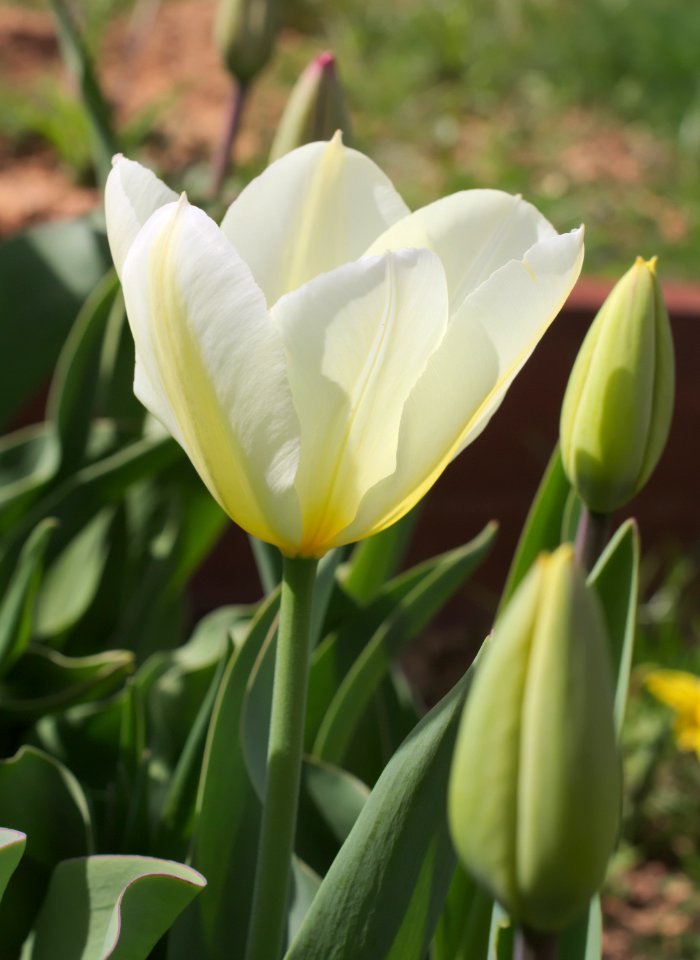 Tulipa fosteriana 'Purissima' 2015 07
