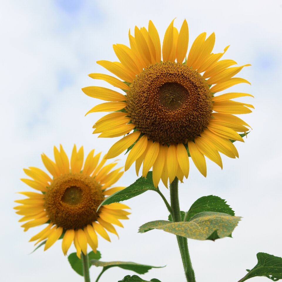 Sunflower summer flowers flowers