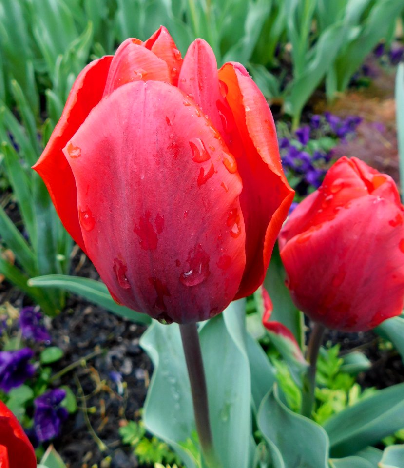 Tulipa couleur cardinal