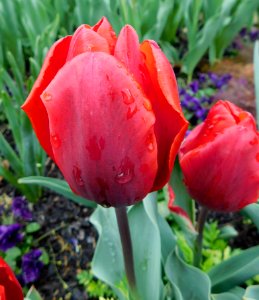 Tulipa couleur cardinal