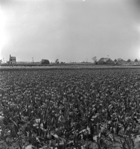 Tulpenvelden in Spalding (Lincolnshire), Bestanddeelnr 935-2545