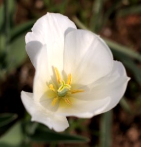 Tulipa 'Wildhof' 2015 03 photo