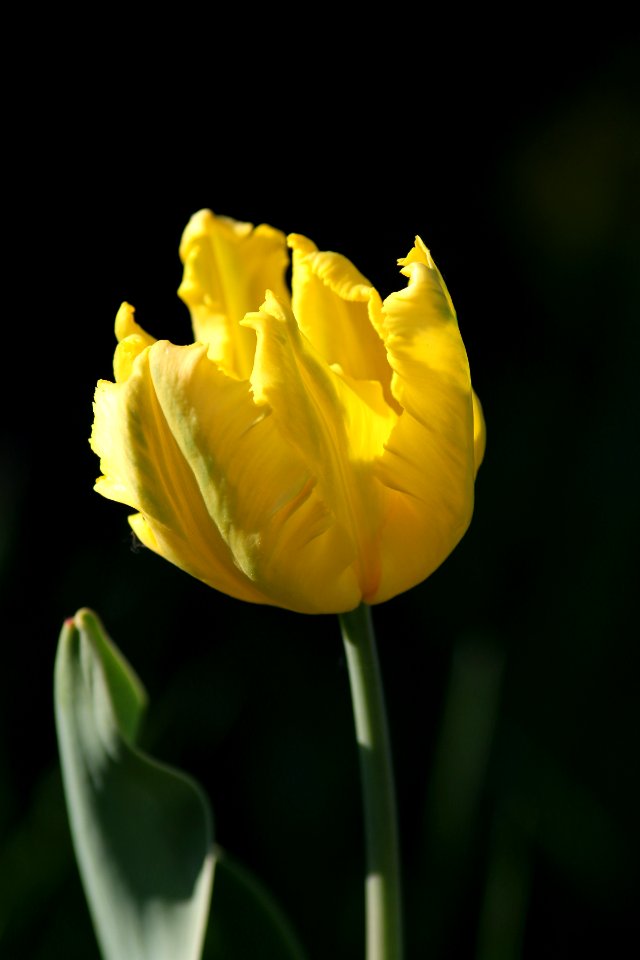 Tulipa 'Texas Gold' 2016 02