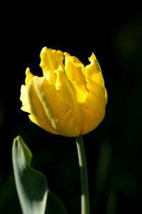 Tulipa 'Texas Gold' 2016 02
