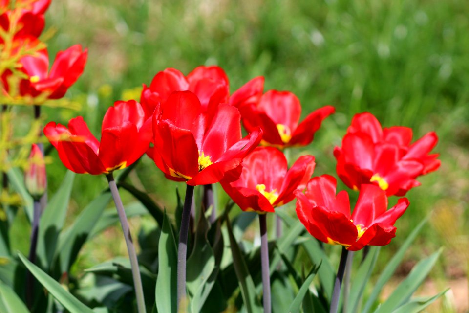 Tulipa 'Red Revival' 2016 01