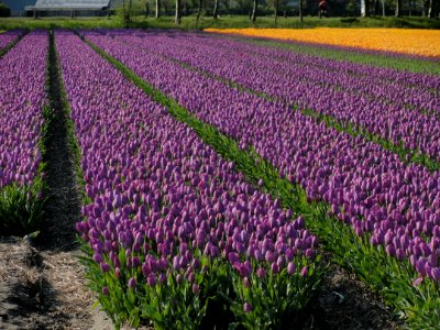 Tulpevelden in Nederland in 2014, foto29 photo