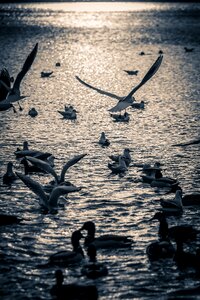 Nature lake flight photo