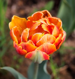 Tulipa 'Orange Princess' 2015 05