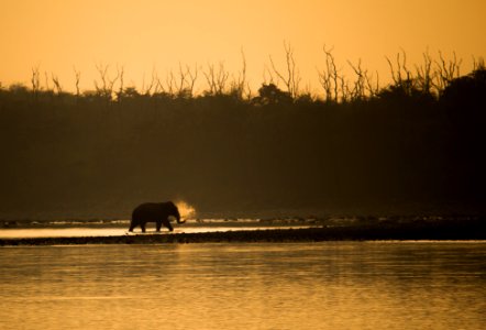 Tusker enjoying its evening