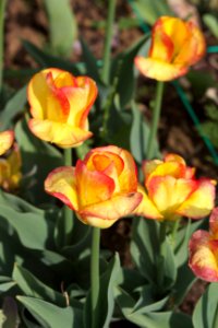 Tulipa 'Outbreak' 2017 05