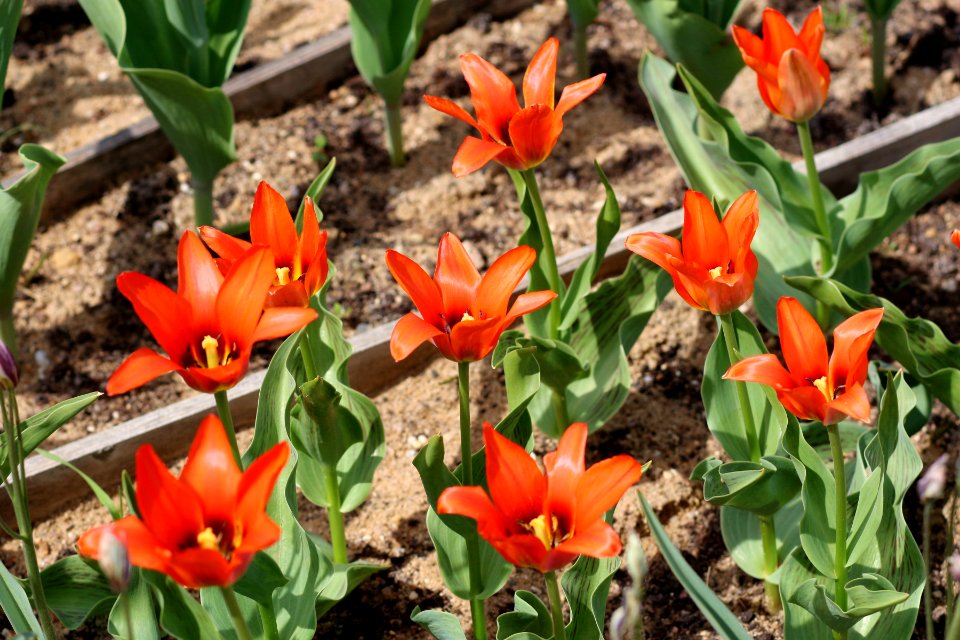 Tulipa 'Orange Toronto' 2016 04