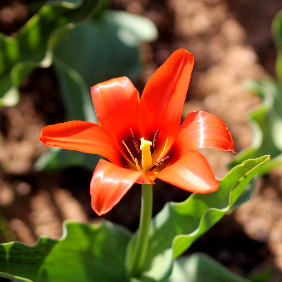 Tulipa 'Orange Toronto' 2016 01