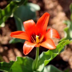 Tulipa 'Orange Toronto' 2016 01 photo