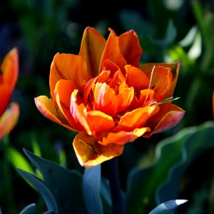 Tulipa 'Orange Princess' 2016 04