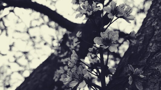 Blooming branch flowering photo