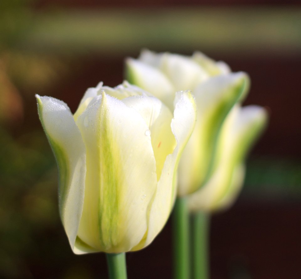 Tulipa 'Spring Green' 2015 01