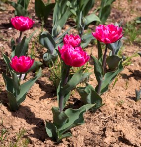 Tulipa 'Queen of Marvel' 2015 09
