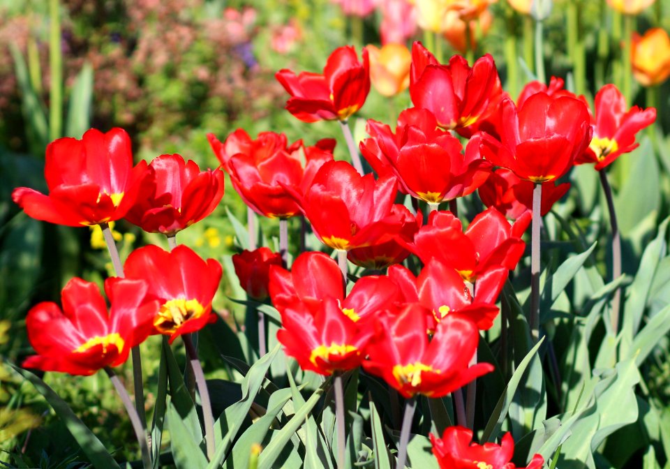 Tulipa 'Red Revival' 2016 04