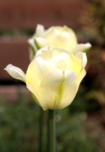 Tulipa 'Spring Green' 2015 04 photo