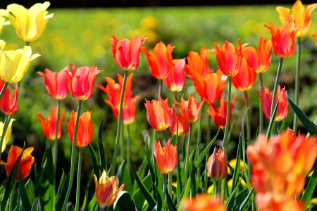 Tulipa 'Temple of Beauty' 2016 04