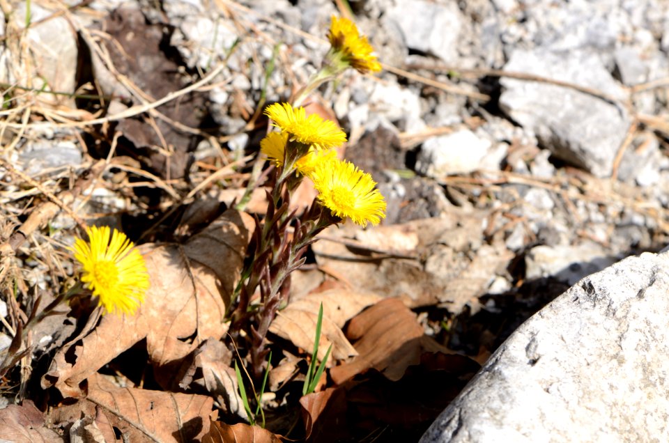 Tussilago farfara6