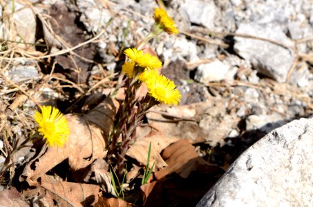Tussilago farfara6